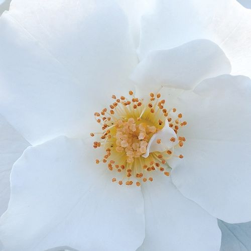 Rosa Milly™ - rosa de fragancia discreta - Árbol de Rosas Flor Simple - rosal de pie alto - blanco - PhenoGeno Roses- forma de corona tupida - Rosal de árbol con una multitud de flores planas de pocos pétalos.